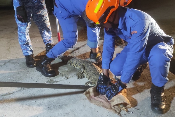 20kg crocodile captured in Beaufort village