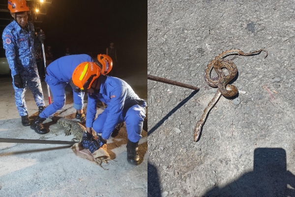 Crocodile caught at Beaufort house compound
