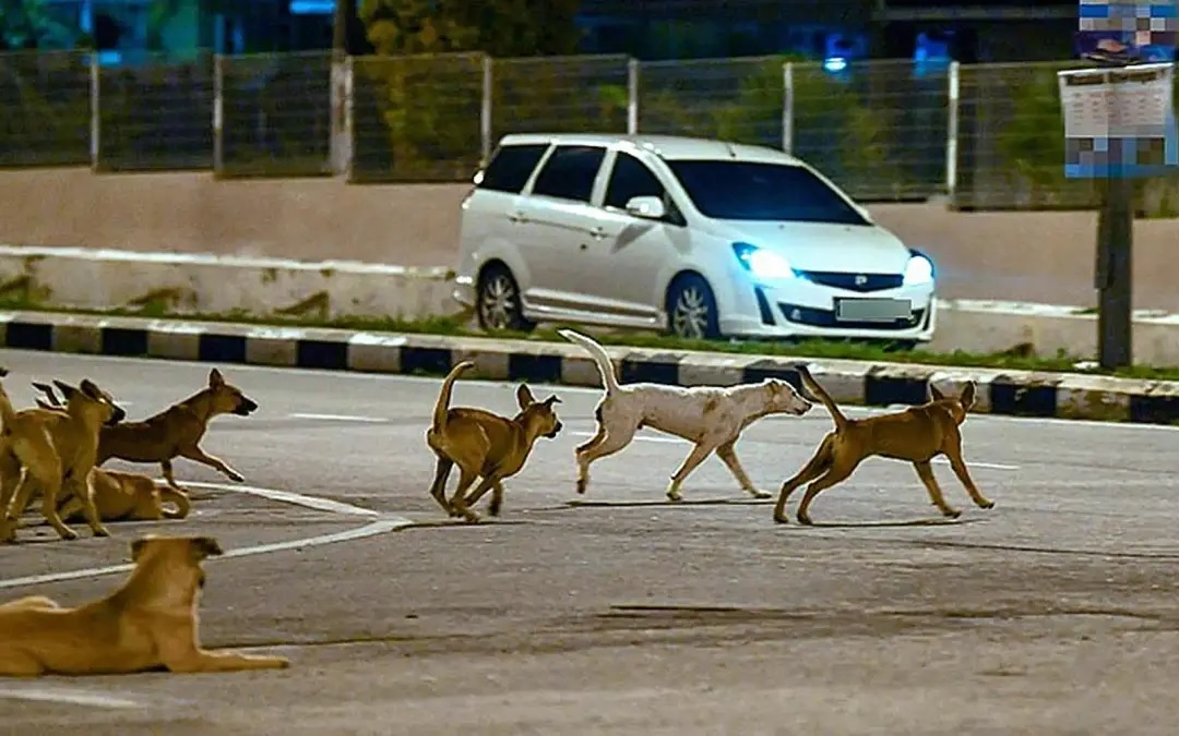 Government sticks to existing stray management policy but open to proposals