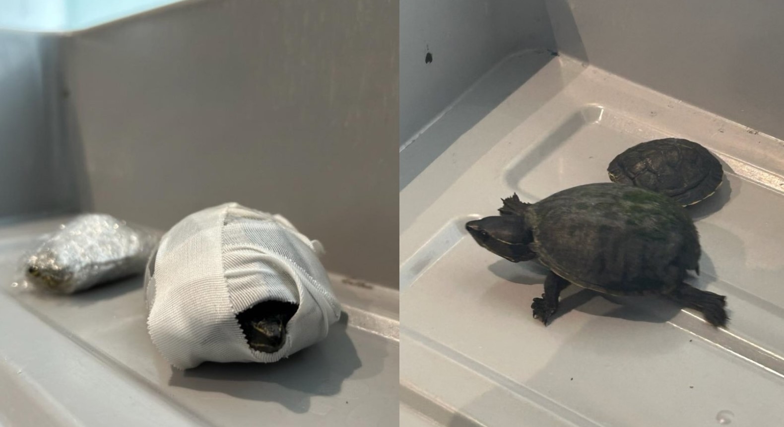 Woman tries to fly with turtles stashed in bra