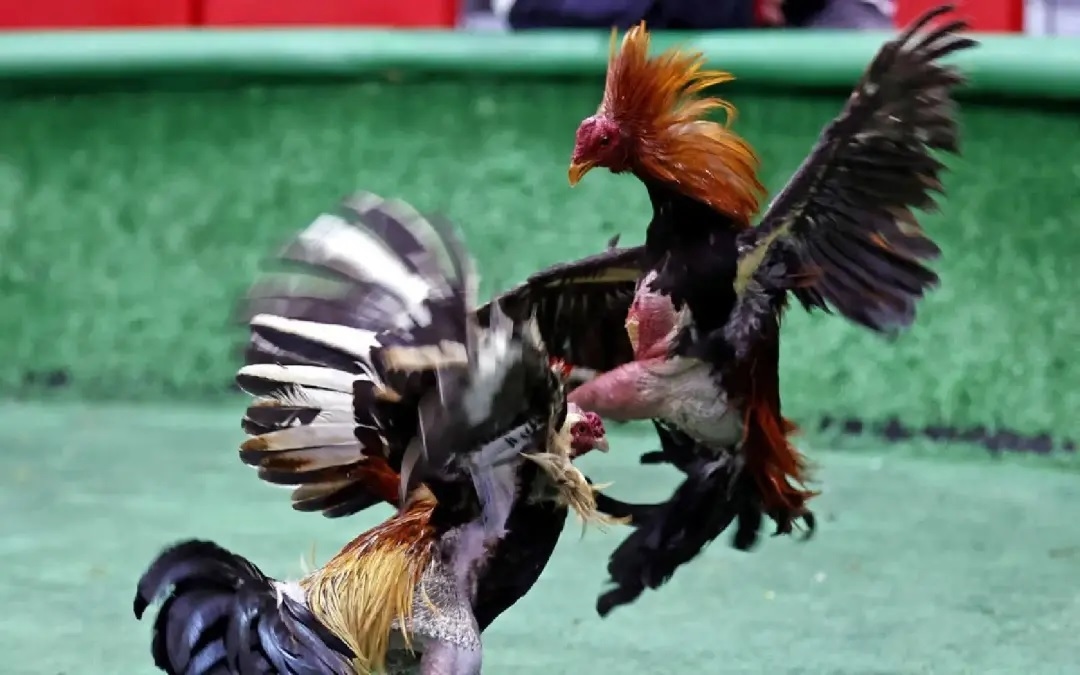 Philippines asks Japan to help search for missing cockfighters