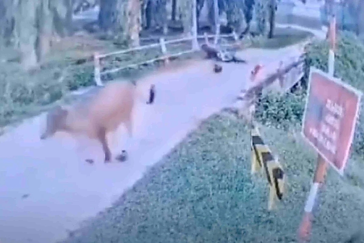 Boy, 7, drowns after being chased by wild cattle