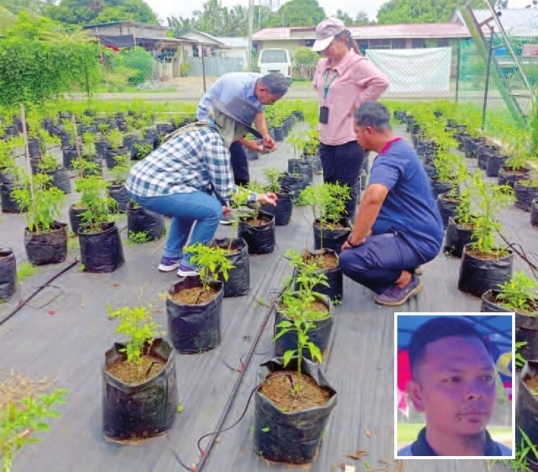 Pepper grower now harvests 600kg; 10 staff