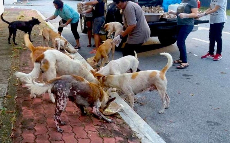 Yayasan Hasanah stray dog neutering project