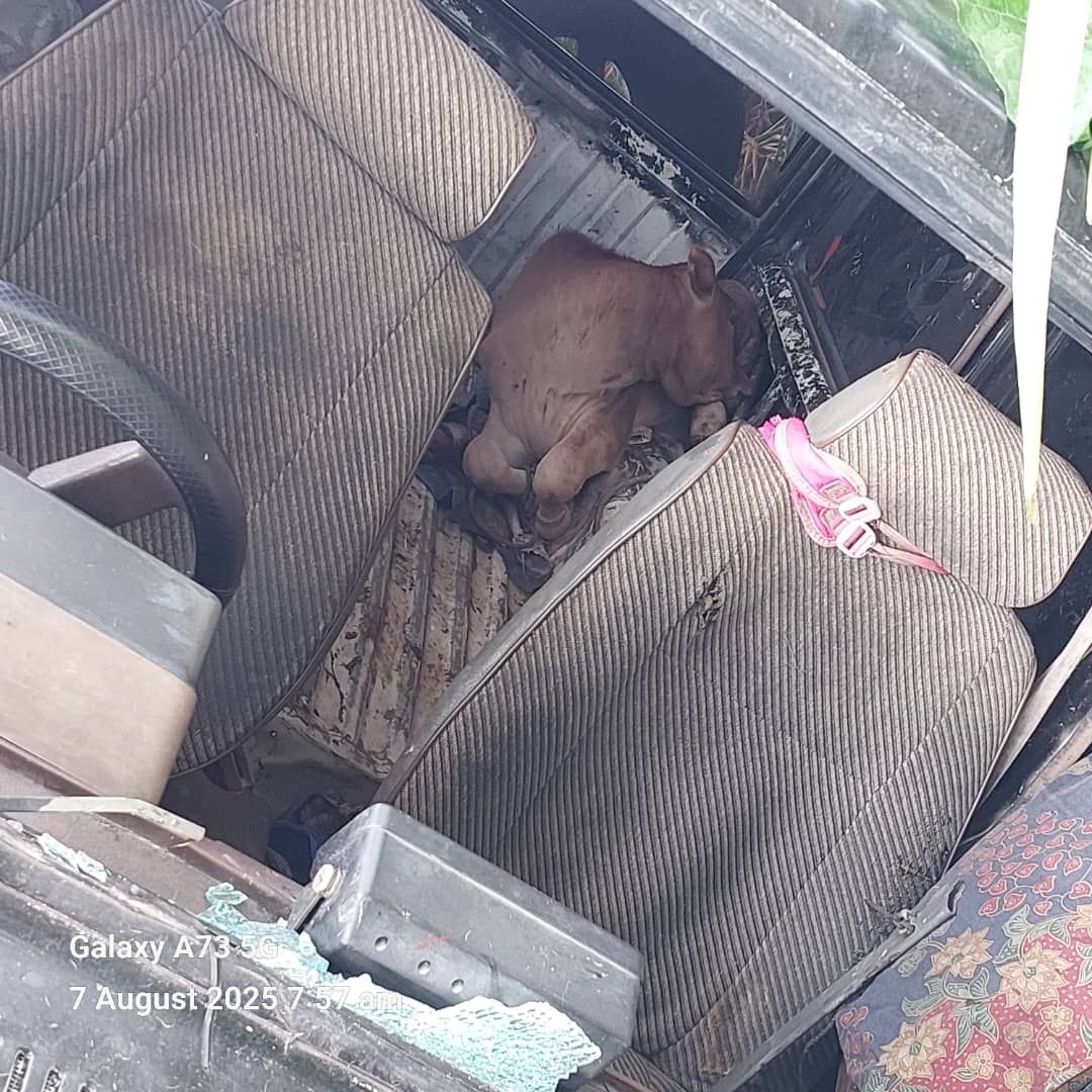 Thieves abandon stolen cow after vehicle crashes in Keningau