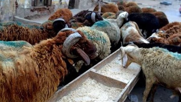 أسعار الخراف الضأن حية وبلدى بمناسبة عيد الأضحى المبارك بالتموين (خاص)