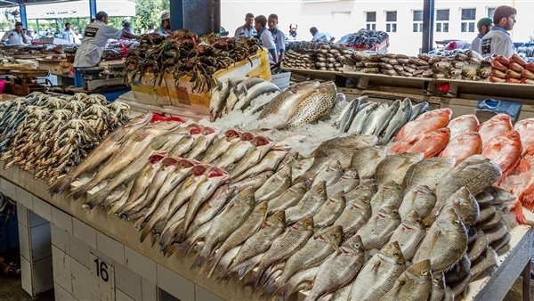 أسعار الأسماك بالغردقة اليوم الإثنين 19 مايو 2025
