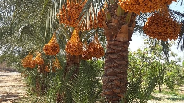 "الزراعة": تجهيز 20 مليون نخلة مثمرة على مستوى الجمهورية لموسم الإنتاج الجديد