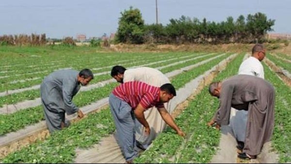 معمل تكنولوجيا الأغذية يناقش انتاج منتجات غير تقليدية من الحاصلات البستانية