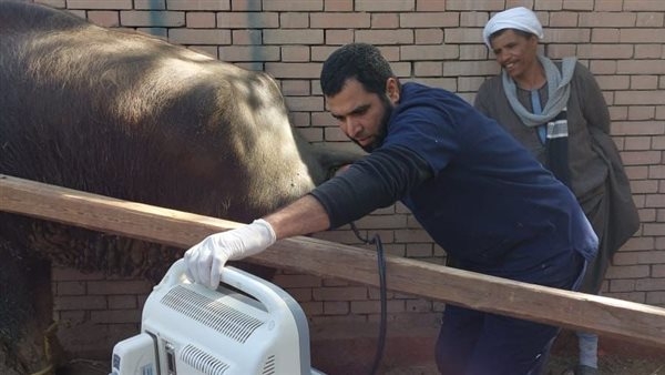 "الخدمات البيطرية" تفحص أكثر من 13 ألف رأس ماشية خلال ابريل