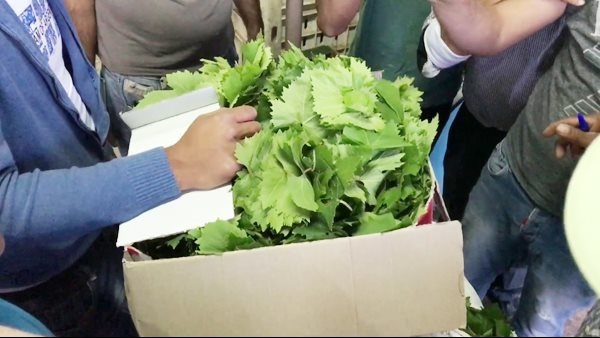 اسعار بشائر ورق العنب بسوق جملة العبور اليوم السبت