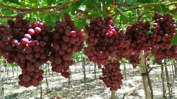 "الزراعة" تقدم نصائح فنية لمزارعي محصول العنب خلال مارس
