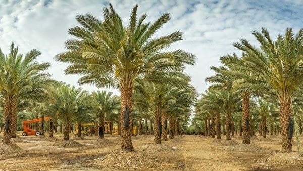 "البحوث الزراعية" يكشف إجراءات حماية نخيل التمر من التغيرات الحرارية