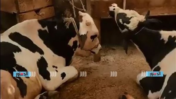 "الجزارين": استعدادات مكثفة لتوفير أضاحي العيد و160 جنيها للعجول الكندوز و200 للخراف