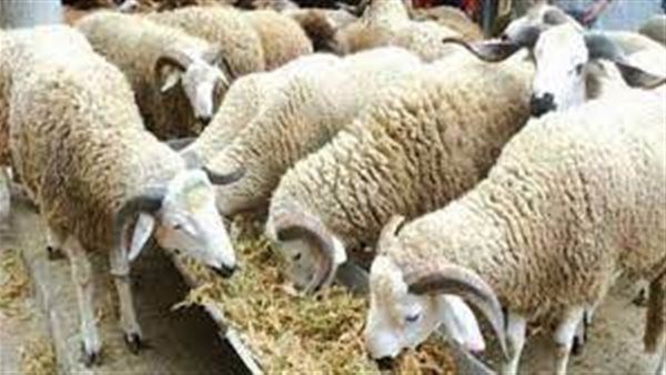 14 نصيحة للتجنب مخاطر تناول اللحوم خلال عيد الأضحى المبارك