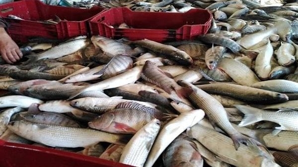 النواب توجه انتقادات لمدير جهاز تنمية البحيرات والثروة السمكية لغيابه