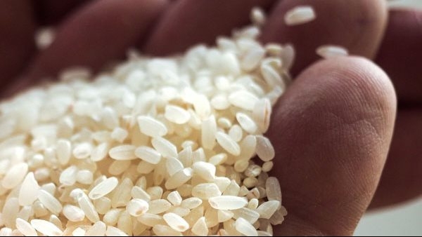 أسعار طن الأرز الشعير اليوم الخميس 22 من مايو 2025