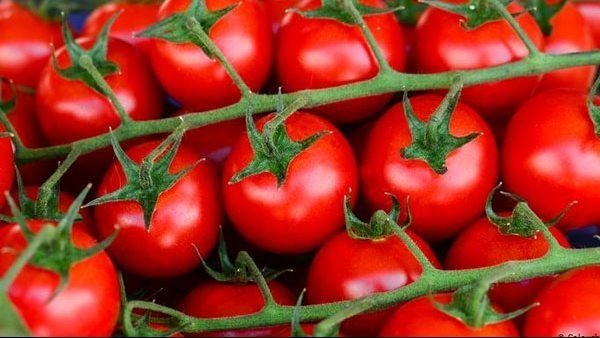 الطماطم بـ10 جنيه.. أسعار الخضروات والفواكه بأسواق الغردقة اليوم السيت