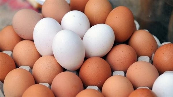 أسعار البيض والكتاكيت في الإسكندرية اليوم الأربعاء