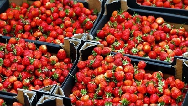 الفراولة بـ30 جنيها.. أسعار الفاكهة في أسواق الإسكندرية