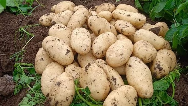 البطاطس بـ10 جنيه.. أسعار الخضراوات في الإسكندرية اليوم الخميس