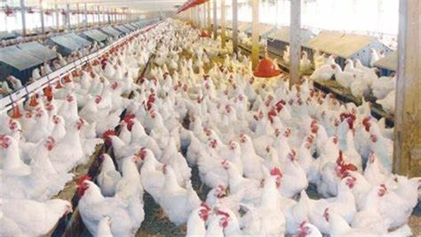 استقرار الأسعار أم تغيرات جديدة؟ أسعار الفراخ اليوم في بورصة الدواجن