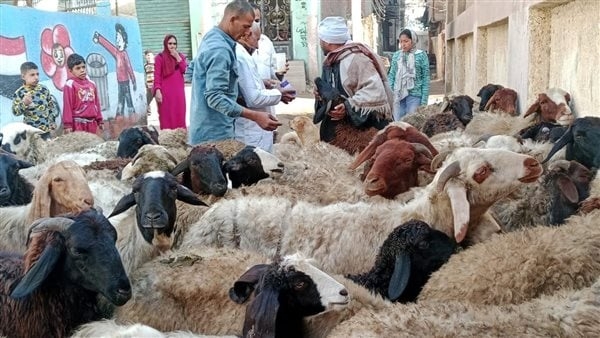 حجز أضاحي العيد 2025.. أماكن وأسعار الأضاحي بمنافذ وزارة الزراعة في مصر