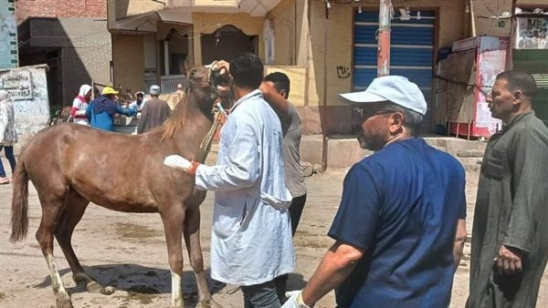 "الزراعة" تطلق 9 قوافل بيطرية علاجية مجانية في 5 محافظات