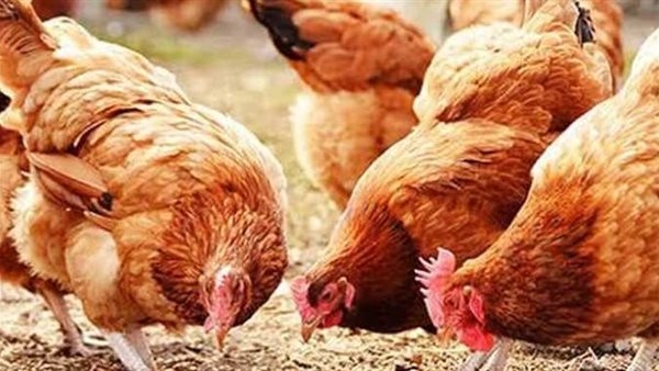 أسعار الفراخ البلدي في أسواق الإسكندرية اليوم الخميس
