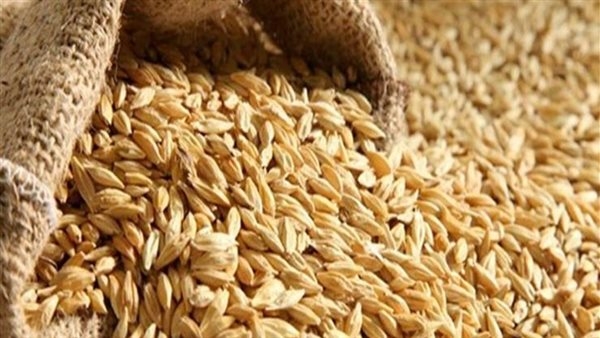 أسعار الأرز الشعير اليوم الإثنين 17 فبراير في الاسواق