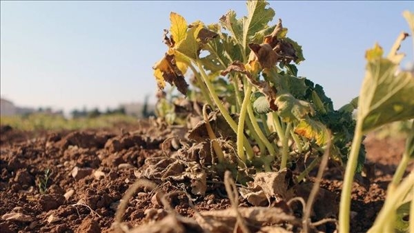 رئيس مركز المناخ: فخ الحرارة يهدد المحاصيل الزراعية