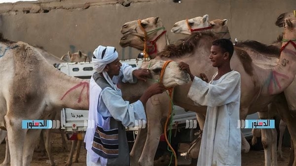 تاجر جمال: الرأس وصلت لـ100 ألف جنيه بعد أزمة السودان