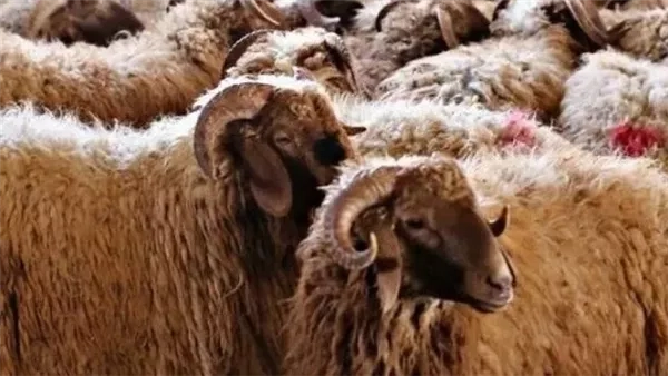 تعرَّف على أسعار الأضاحي في الفيوم