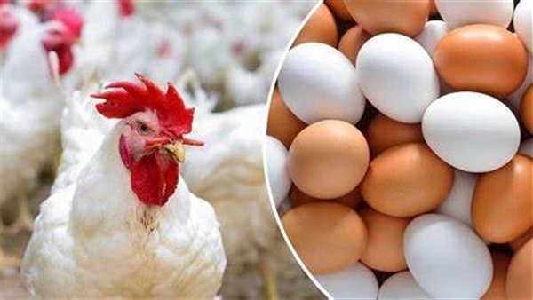 أسعار الدواجن والبيض اليوم الأحد 23 مارس 2025