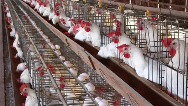بورصة الدواجن.. أسعار الفراخ البيضاء والكتاكيت اليوم السبت 5 أبريل 2025