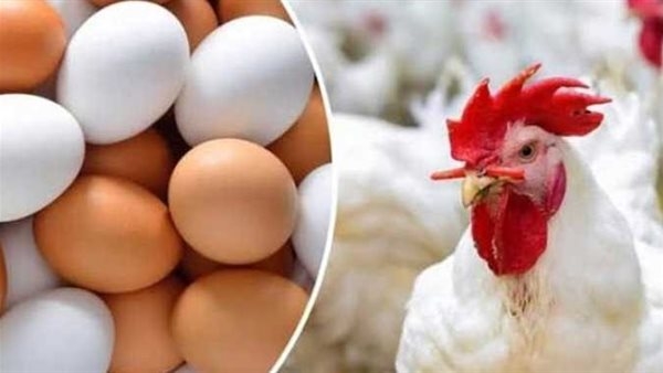 تعرف على أسعار الفراخ والبط والبيض اليوم الإثنين داخل أسواق القليوبية
