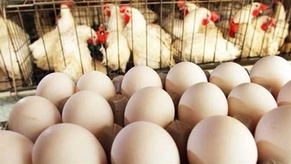 أسعار الدواجن والبيض بالغربية اليوم الجمعة 16 مايو 2025