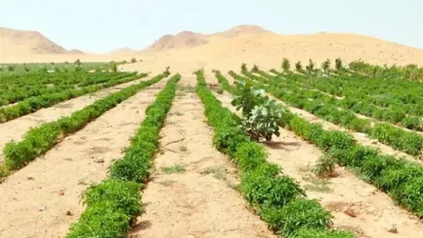"الزراعة" ووفد إسبانيا ينظمان ورشة عمل حول دور النانو تكنولوجي في مكافحة أمراض النبات