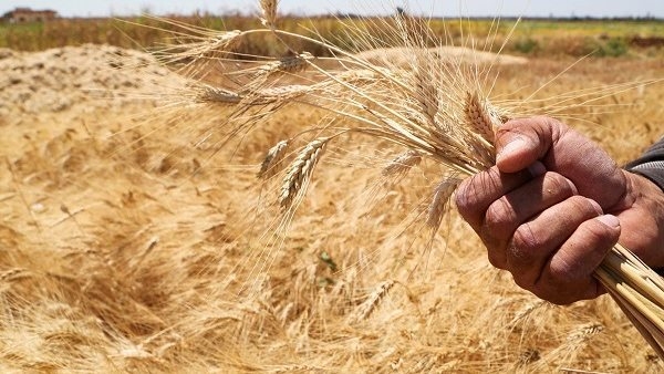 "الزراعة": إنتاج 5 أصناف جديدة من محصول القمح عالية الإنتاجية