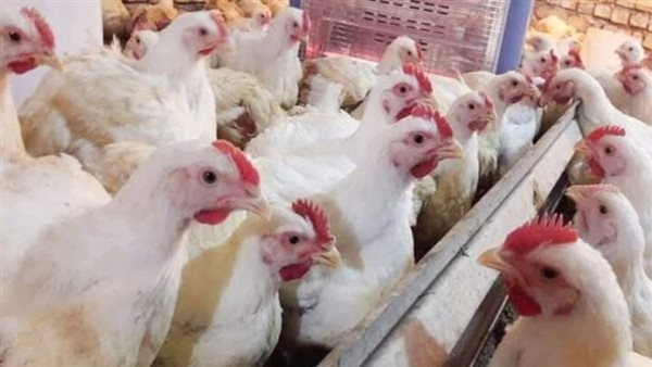أسعار الفراخ البيضاء فى بورصة الدواجن اليوم الجمعة 23 مايو 2025