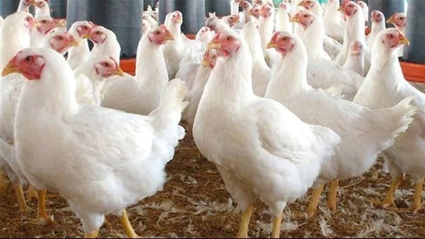 أسعار الدواجن اليوم الثلاثاء في الأسواق.. تعرف على سعر الفراخ الآن