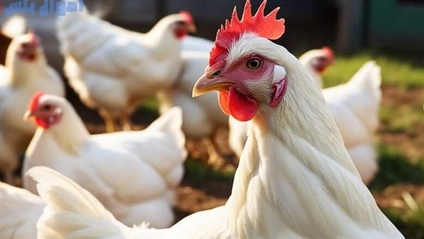 بورصة الدواجن في مصر.. سعر الفراخ البيضاء اليوم الثلاثاء 20 مايو 2025