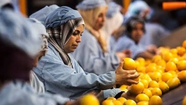 صادرات مصر الزراعية تقفز 15% إلى 2.4 مليار دولار في 6 أشهر.. والموالح تتصدر