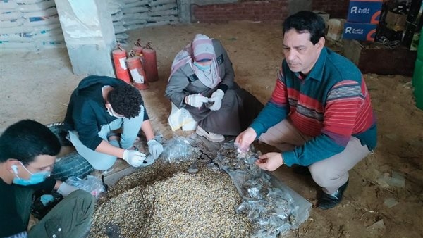 "زراعة البحيرة" تنفذ حملة مكافحة القوارض لأعمال صيانة وتحزيم 128725 فدانا