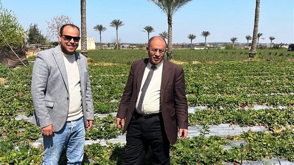 وكيل زراعة البحيرة يتابع محصول الفراولة بمركزي كوم حمادة وبدر