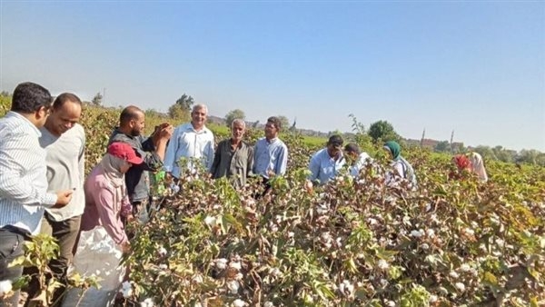 معهد بحوث القطن يعزز الإنتاجية الزراعية بجهود بحثية و إرشادية مكثفة