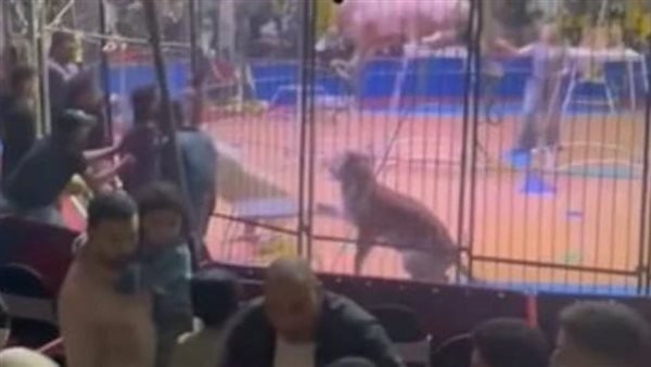 أنثى واسمها بوكا.. تقرير حالة النمر الذي هاجم مساعد مدرب سيرك طنطا