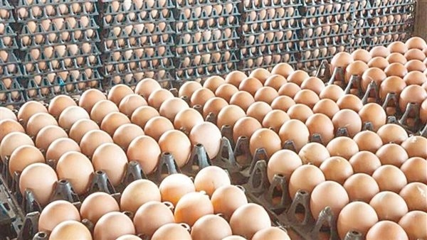 سعر كرتونة البيض في مصر اليوم الأحد 18 مايو 2025.. هل ارتفعت مجددًا؟