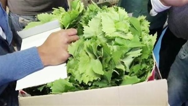 طريقة تخزين ورق العنب لفترات طويلة دون أن يفسد