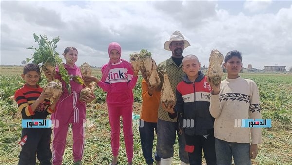 هلت البشاير.. "الدستور" تعايش فرحة المزارعين بحصاد بنجر السكر فى الإسكندرية